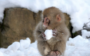 monkey snowball