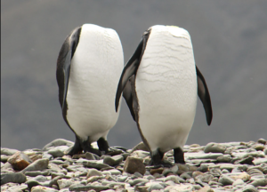 penguins