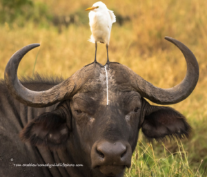 ox with bird poo