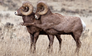 ram leaders