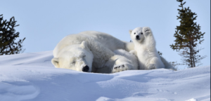polar bear baby