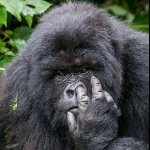 gorilla nose pick