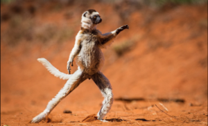 lemur leadership